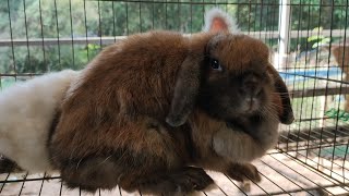 funny and cute Rabbits /ទន្សាយមេស្អាតៗគួរអោយស្រលាញ់🐇