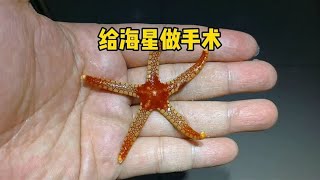 给海星做手术