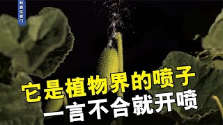 你知道植物界的喷子是谁吗？一言不合就开喷，根本不给解释的机会！【科普任意门】