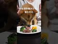 肉を掃除機みたいに吸う犬 柴犬 肉 吸われた