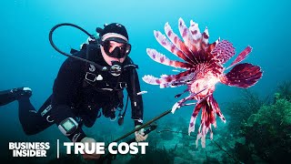 How Lionfish Invaded The Caribbean. Can We Spear And Eat Enough Of Them? | True Cost