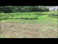 【 rice field 】 grass cutting kaaz japan urp260al tb26 25cc chapter35 relaxing fallow field