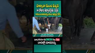 #murra ఇలాంటి మంచి క్వాలిటీ గేదెలు కావాలంటే సంప్రదించండి కరీ డైరీ సొల్యూషన్స్ 8688123262\u00267729912991