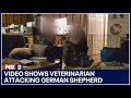 Video shows veterinarian attacking German shepherd