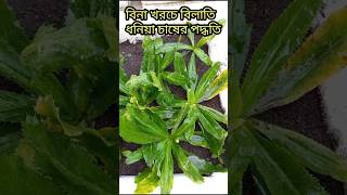 বিনা খরচে বিলাতি ধনিয়া চাষের পদ্ধতি #organicfarming