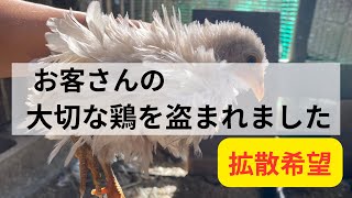 緊急事態発生！ニワトリを盗まれました！拡散希望【ニワトリ飼育】【沖縄田舎暮らし】