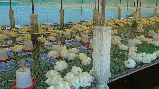 Integrated Chicken-Fish Farming Demo