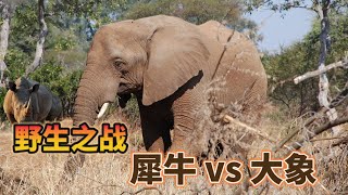 犀牛VS大象！【野生之战】犀牛与大象之间的战斗#wildlife #wildanimals #动物#动物世界#animals#nature