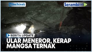 UPDATE Ular Meneror, Kerap Mangsa Ternak di Aceh Singkil