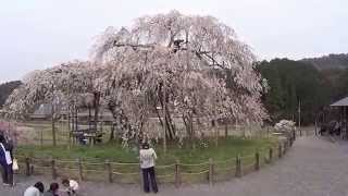 14'甲賀の桜－信楽畑