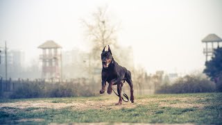 Unleashing the Speed and Precision of a Doberman Through Agility Training