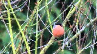 ベニバラウソ新芽を食べる　Bullfinch