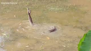 Snake snake! Incredible dance of snakes 2021//নাগ নাগিনী ! সাপের অবিশ্বাস্য নাচ