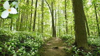 4K🇨🇦 Discover CANADA - Flower Forest in Toronto area - Ontario Trillium Flowers Bloom