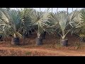 kadiam nurseries kadiam nursery gardens vlog flower plants nursery gardens vlog vvr telugu