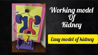 School Science project | working model of kidney | Easy school project Model of kidney |Kidney model