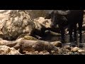 Komodo Attack  Buffalo - Komodo Killing Buffalo [ EXCLUSIVE ]