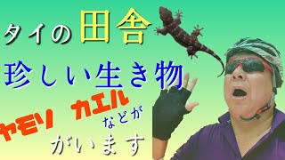 【チェンライの隣パヤオ】タイ北部パヤオで出会う珍しい生き物たち