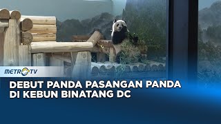 Pasangan Panda Raksasa Siap Debut di Kebun Binatang DC