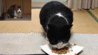 【ご飯に夢中の白黒ちゃん】　【白黒ちゃんに夢中の子猫ちゃん】