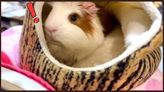 【モルモット】撫でるのをやめると・・・#モルモット #guineapig