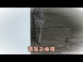 『爸爸生病了』把握生命的每一天，mimi醬生日快樂 cat story 55