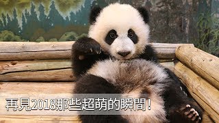 《超萌滾滾秀》第八十四期：再見2018那些超萌的瞬間！| iPanda熊貓頻道