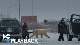 This couple turned the nature documentary on its head | The Playback