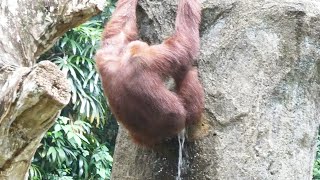 お股を洗うオランウータン/ Orangutan washing crotch