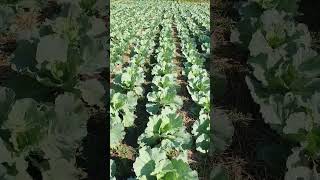 ស្ពៃក្តោបល្អ Good cabbage #shorts