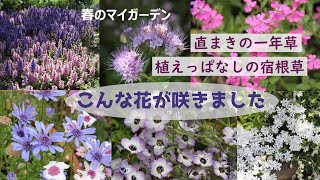 【植えっぱなしの宿根草と直まき一年草】春の庭で《こんな花が咲きました》