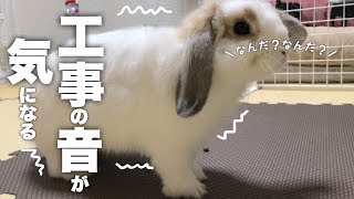 工事の音におびえるうさぎ　ホーランドロップ うさぎ  Holland Lop  Rabbit ＃195