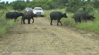 Kruger National Park 02 February 2023 - Buffalo crossing
