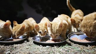 Kittens eat food with great momentum