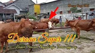 hasil buruan !!! doro super pasar Ngadirejo