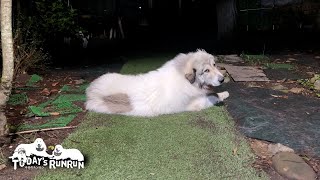 息子（格下）がやいのやいのうるさいので渋々従ったベルです　Great Pyrenees　グレートピレニーズ