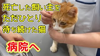 飼い主死亡で保護した猫を病院へ連れて行きました：７６２