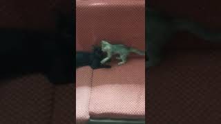 🤣 இவங்களுக்கு இது தான் இஷ்டம் 🤣ஒரே கஷ்டம் #love #cat #shortsfeed #shortvideos #shortsvideo #cute