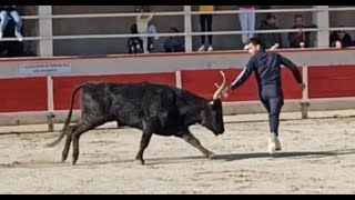 Course de vaches à Eyragues - 20/11/2021