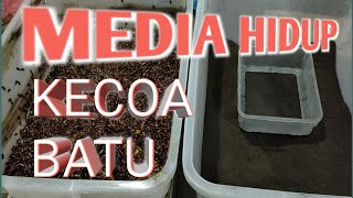 MEDIA HIDUP KECOA BATU DENGAN KOMPOS | BELAJAR TERNAK CEREMENDE | MENJE