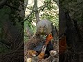 Sibling Bond: Wild Babbler Bird Babies Growing Together