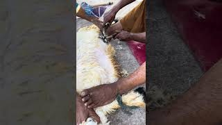 Sheep Hair Cutting | Manual Sheep Cutting Machine