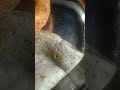 கம்பம் புல் இட்லி தோசை😋 கம்பு இட்லி தோசை kambu idly dosa dosarecipe idlyrecipes