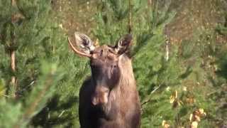 Hirvenmetsästys/Moose hunting