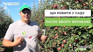 Осінній догляд за садом: Поради після збору врожаю