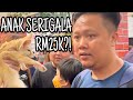 BELI ANAK SERIGALA TELINGA CABANG