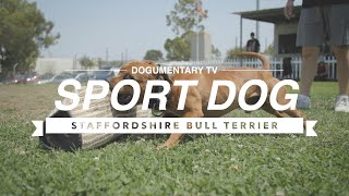 STAFFORDSHIRE BULL TERRIER PROTECTION SPORT TRAINING