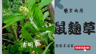 這野草!？給你意想不到的驚喜｜需要正確的了解來源，就能有效的運用調節功能