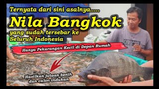 Hanya Kolam Depan Rumah Produksi Jutaan Benih dan Calon Indukan Nila Bangkok untuk seluruh Indonesia