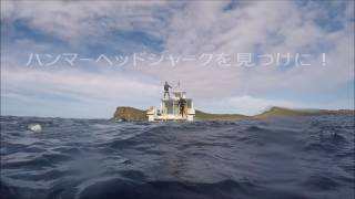 ハンマーリバー＆海底遺跡　与那国島ダイビングツアー